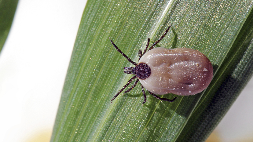 L'encéphalite à tiques